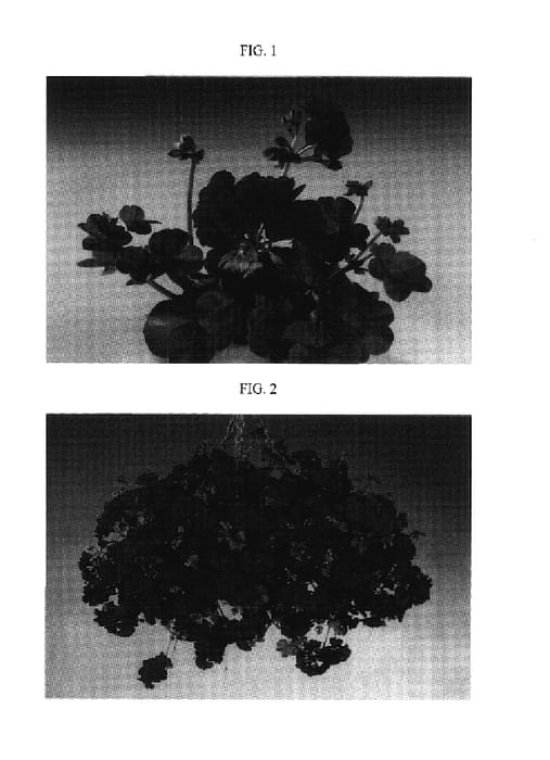 Figure 1 of US plant patent PP17813, the photograph of Fisruby printed in the patent.