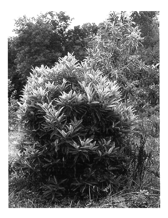 Figure 1 of US plant patent PP17814, the photograph of Perry Paige printed in the patent.