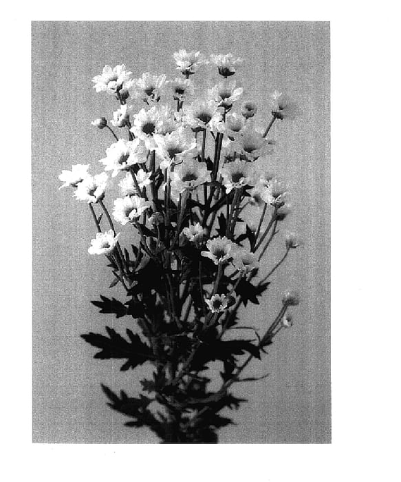 Figure 1 of US plant patent PP17815, the photograph of Deklindi White printed in the patent.