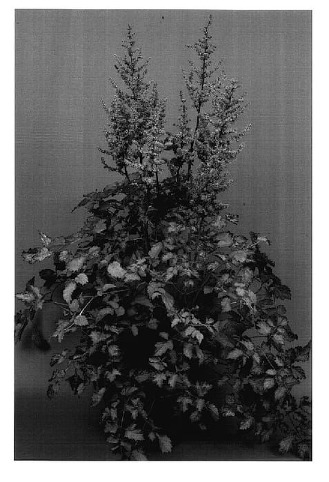 Figure 1 of US plant patent PP17816, the photograph of Beauty of Lisse printed in the patent.