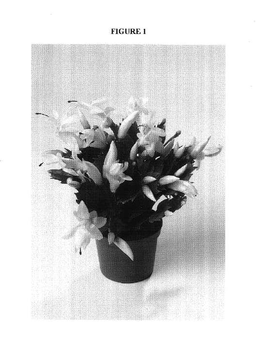 Figure 1 of US plant patent PP17817, the photograph of THOR-LIVIA printed in the patent.