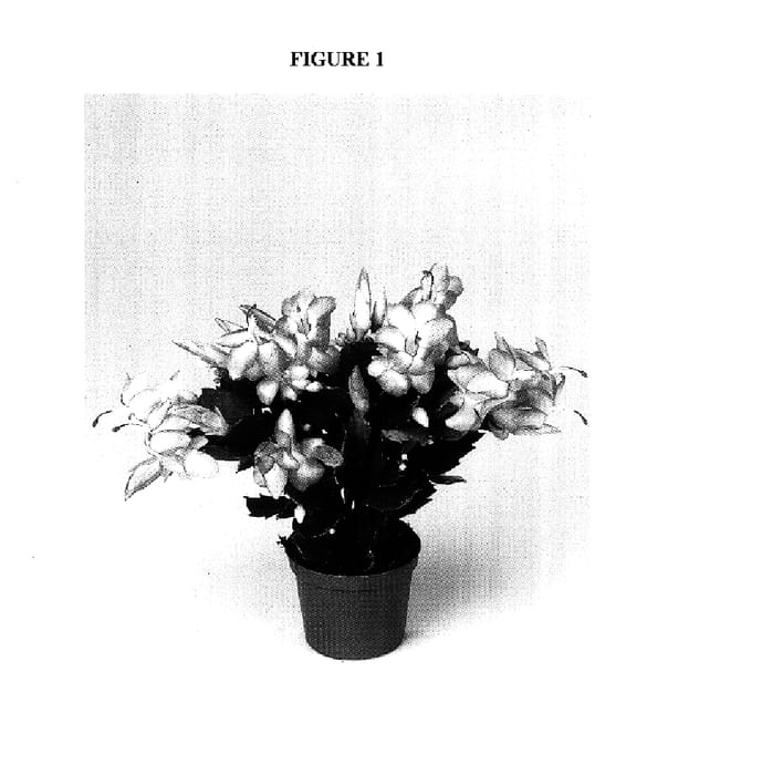 Figure 1 of US plant patent PP17818, the photograph of THOR-PANDORA printed in the patent.