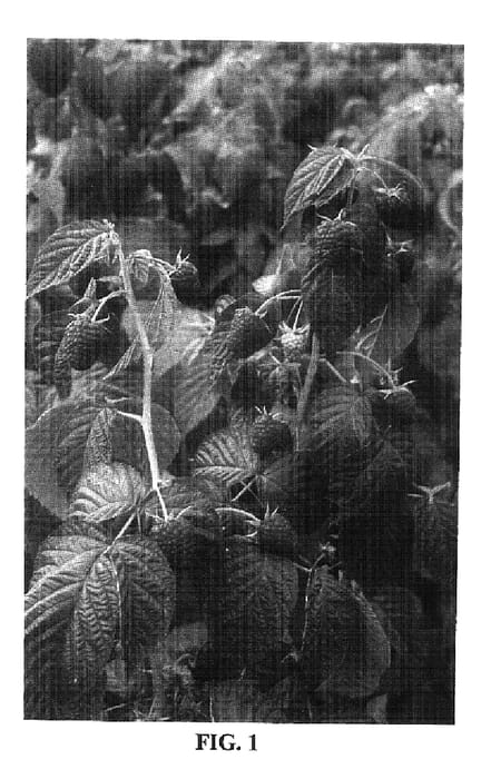 Figure 1 of US plant patent PP17819, the photograph of Marcela printed in the patent.