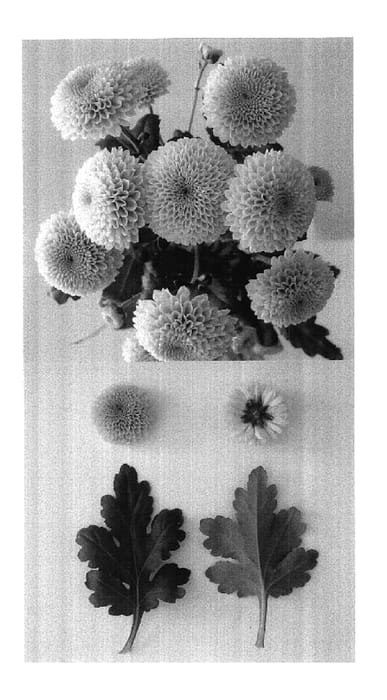 Figure 1 of US plant patent PP17820, the photograph of Jeanny Salmon printed in the patent.