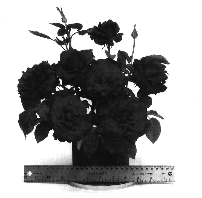 Figure 1 of US plant patent PP17821, the photograph of WEKearman printed in the patent.
