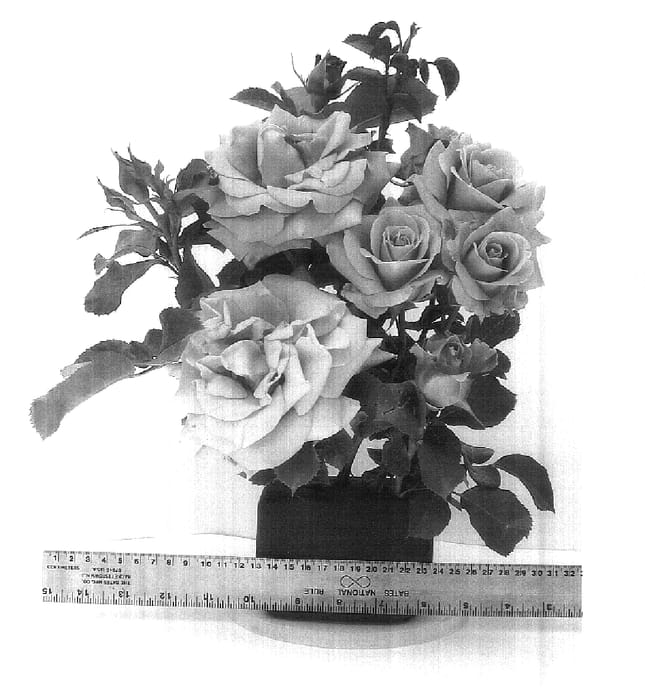 Figure 1 of US plant patent PP17822, the photograph of WEKsproulses printed in the patent.