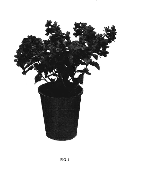 Figure 1 of US plant patent PP17823, the photograph of FLAMENCO SAMBA printed in the patent.