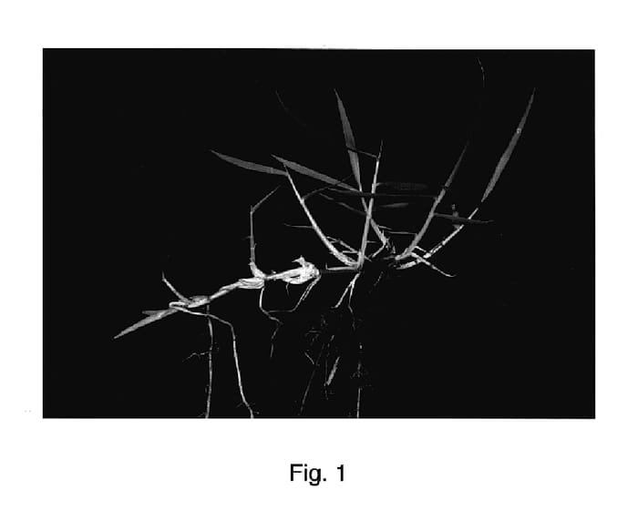 Figure 1 of US plant patent PP17824, the photograph of Y2 printed in the patent.