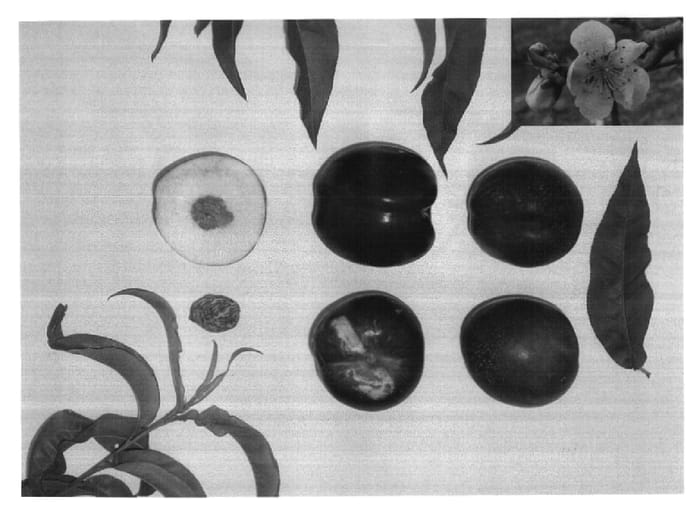 Figure 1 of US plant patent PP17825, the photograph of MAY PEARL II printed in the patent.