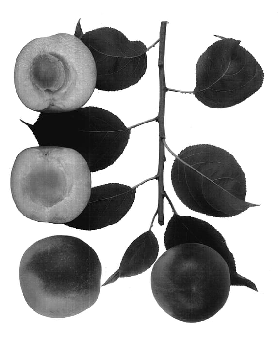 Figure 1 of US plant patent PP17826, the photograph of Bella Gold printed in the patent.
