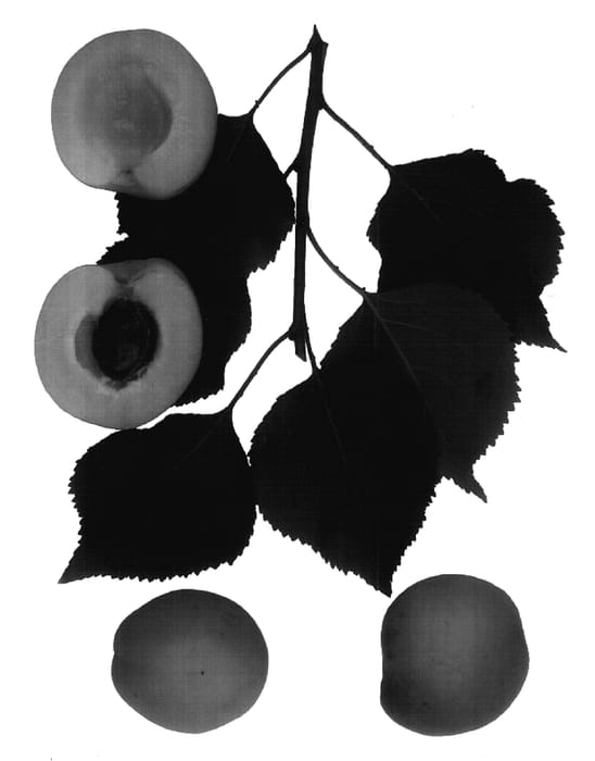Figure 1 of US plant patent PP17827, the photograph of Cot-N-Candy printed in the patent.