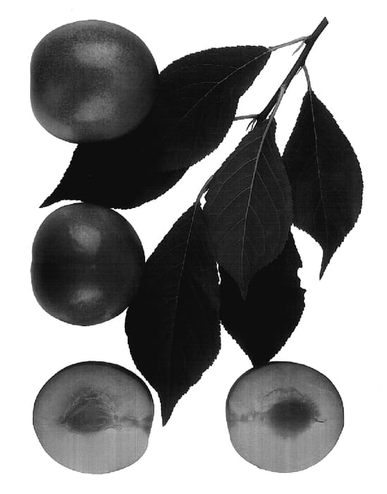 Figure 1 of US plant patent PP17828, the photograph of Candy Stripe printed in the patent.
