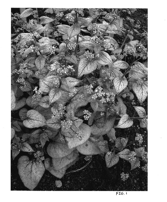Figure 1 of US plant patent PP17829, the photograph of Looking Glass printed in the patent.