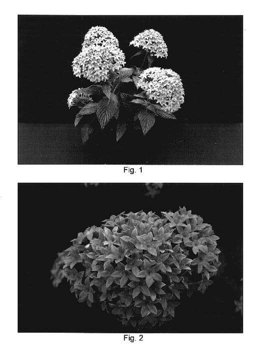 Figure 1 of US plant patent PP17830, the photograph of NAKPEN006 printed in the patent.