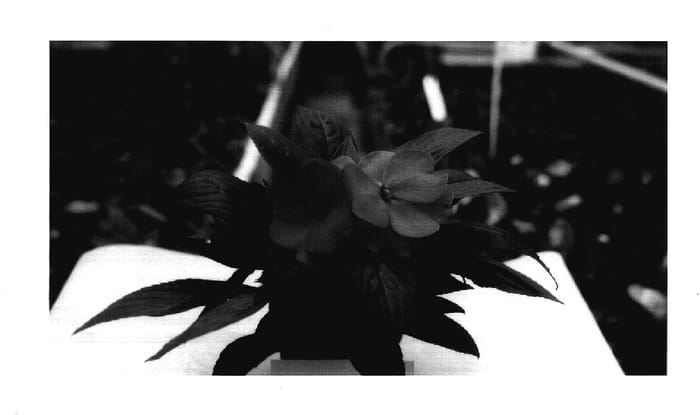 Figure 1 of US plant patent PP17831, the photograph of Fisnics Briam printed in the patent.