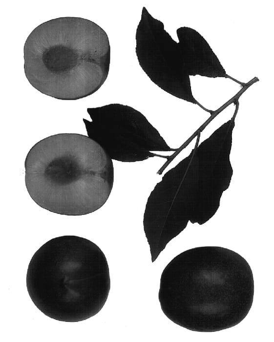 Figure 1 of US plant patent PP17832, the photograph of Amigo II printed in the patent.