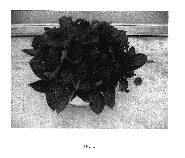 Figure 1 of US plant patent PP17833, the photograph of RIE 12 printed in the patent.