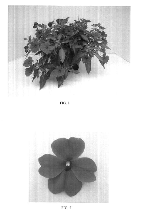 Figure 1 of US plant patent PP17834, the photograph of Balfafbricol printed in the patent.