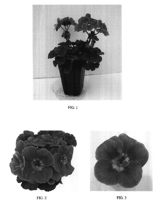Figure 1 of US plant patent PP17835, the photograph of Balshorozle printed in the patent.