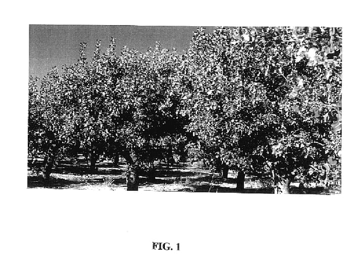 Figure 1 of US plant patent PP17836, the photograph of PETE I printed in the patent.