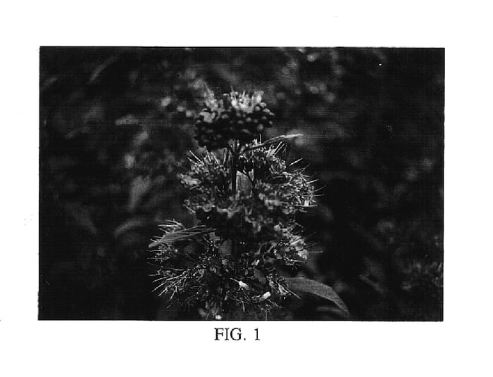 Figure 1 of US plant patent PP17837, the photograph of Inoveris printed in the patent.