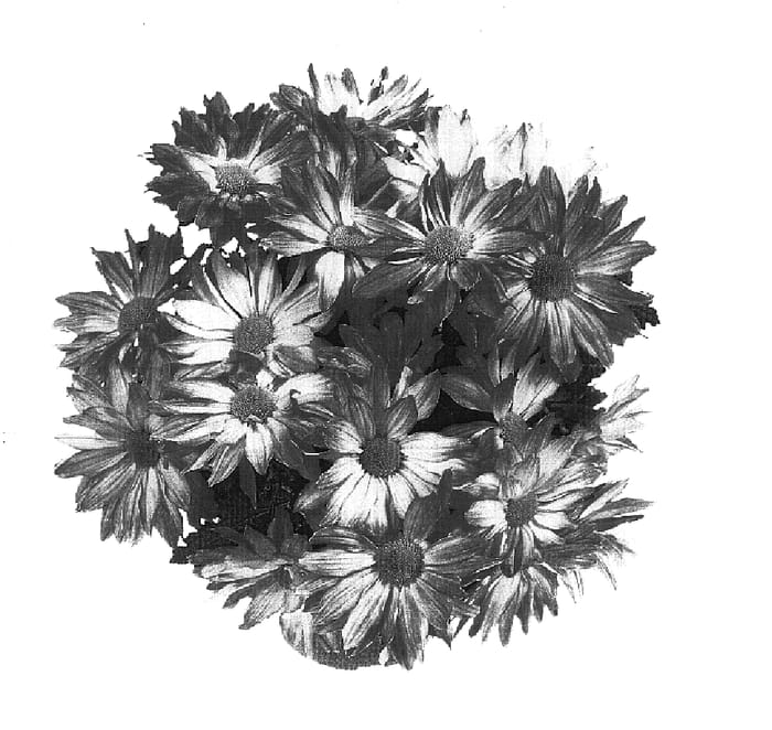 Figure 1 of US plant patent PP17838, the photograph of GG 6501 printed in the patent.