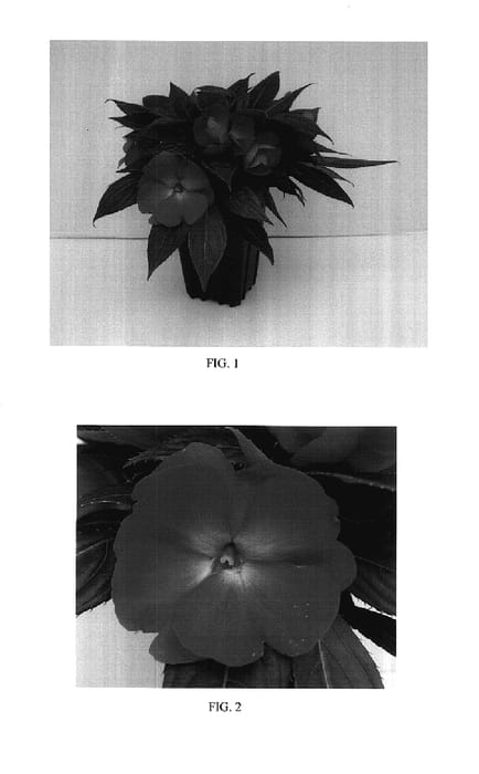 Figure 1 of US plant patent PP17839, the photograph of Balcelbrisal printed in the patent.