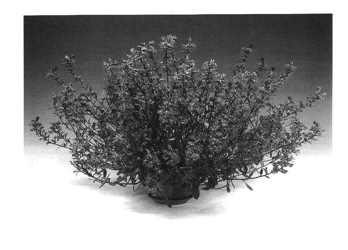 Figure 1 of US plant patent PP17840, the photograph of Scablhatis printed in the patent.
