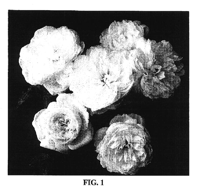 Figure 1 of US plant patent PP17841, the photograph of Meidelweis printed in the patent.
