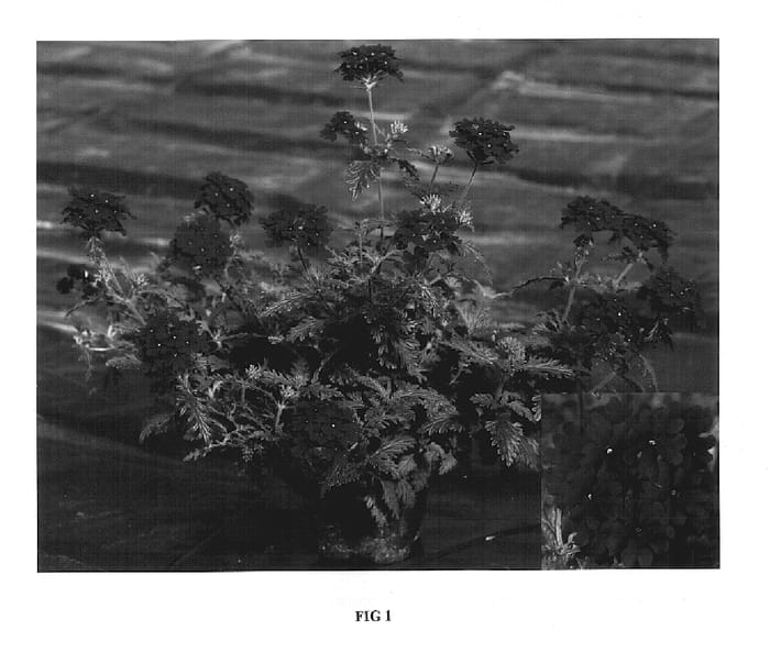 Figure 1 of US plant patent PP17842, the photograph of Lan Redtwo printed in the patent.
