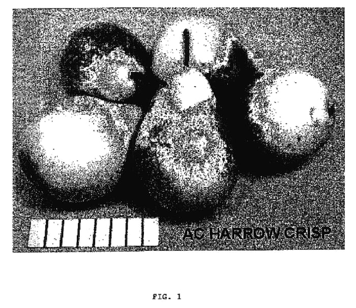 Figure 1 of US plant patent PP17843, the photograph of HW610 printed in the patent.