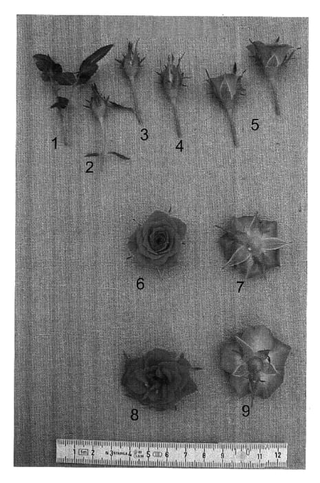 Figure 1 of US plant patent PP17844, the photograph of JENfour printed in the patent.