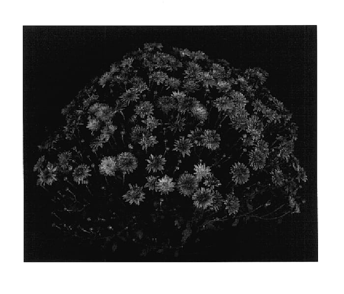 Figure 1 of US plant patent PP17846, the photograph of Flashy Yogretchen printed in the patent.