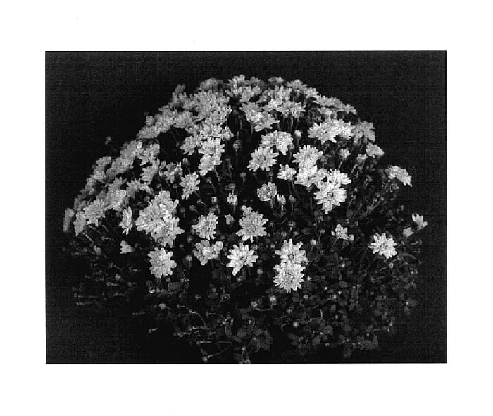 Figure 1 of US plant patent PP17847, the photograph of Bright Yogretchen printed in the patent.