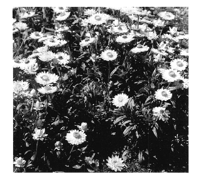 Figure 1 of US plant patent PP17848, the photograph of KLEBA04075 printed in the patent.