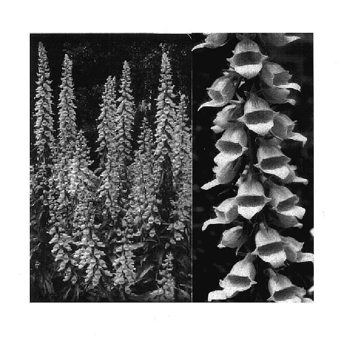 Figure 1 of US plant patent PP17849, the photograph of Spice Island printed in the patent.