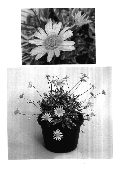 Figure 1 of US plant patent PP17850, the photograph of Purfled printed in the patent.