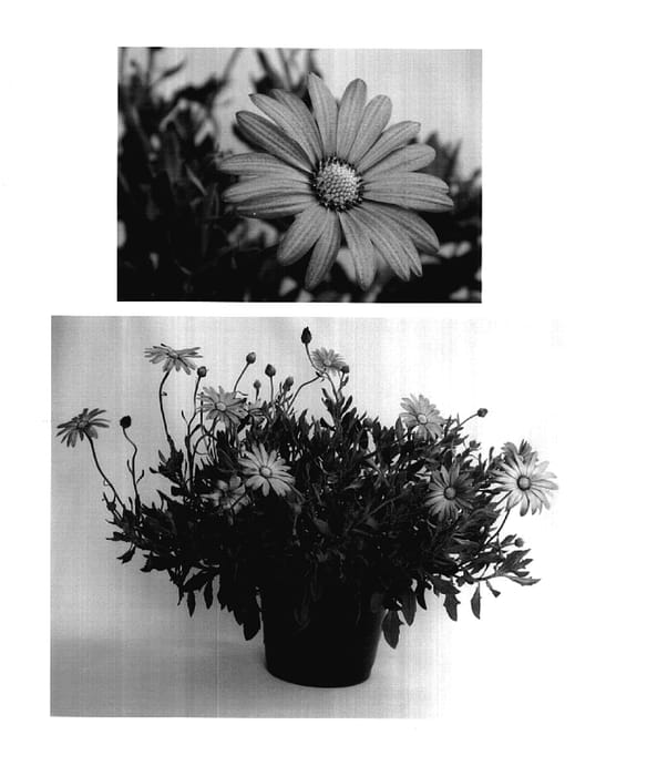 Figure 1 of US plant patent PP17851, the photograph of Mt. Dandenong printed in the patent.
