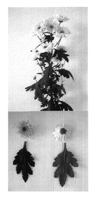 Figure 1 of US plant patent PP17852, the photograph of Mona Lisa Salmon printed in the patent.