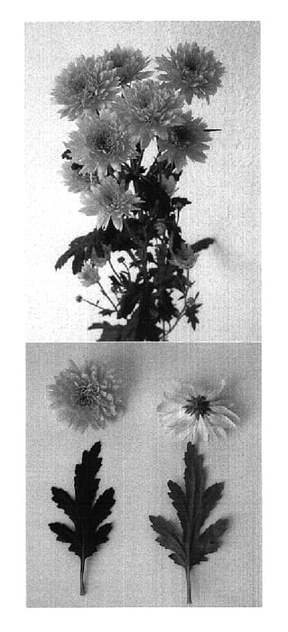 Figure 1 of US plant patent PP17853, the photograph of Eurobelle Golden printed in the patent.