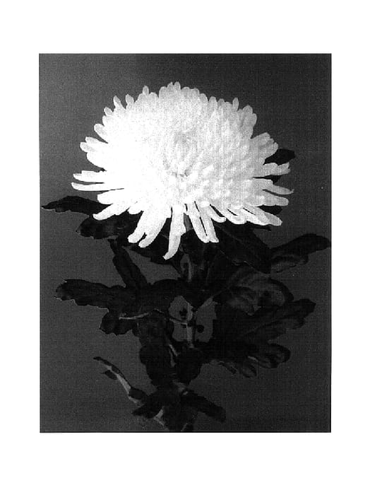Figure 1 of US plant patent PP17854, the photograph of Tatyana printed in the patent.