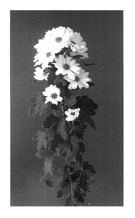 Figure 1 of US plant patent PP17855, the photograph of Noa printed in the patent.