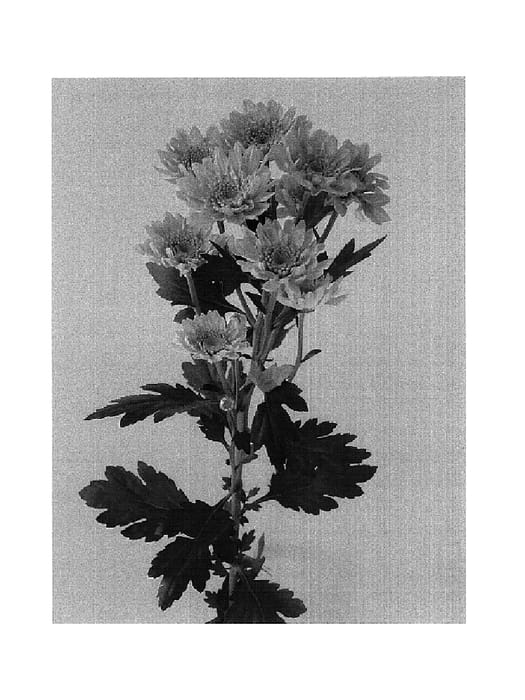 Figure 1 of US plant patent PP17856, the photograph of Dekproud printed in the patent.