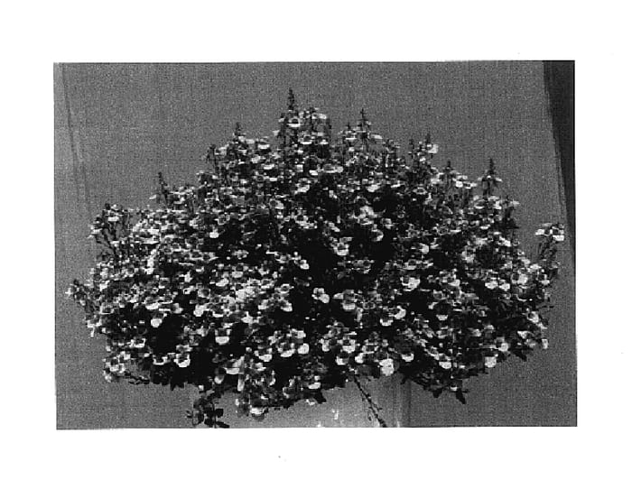 Figure 1 of US plant patent PP17857, the photograph of KLEDI04016 printed in the patent.