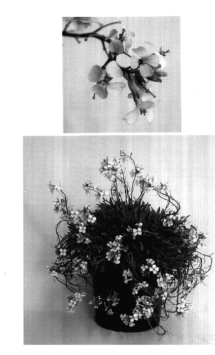 Figure 1 of US plant patent PP17858, the photograph of Lemon Zest printed in the patent.