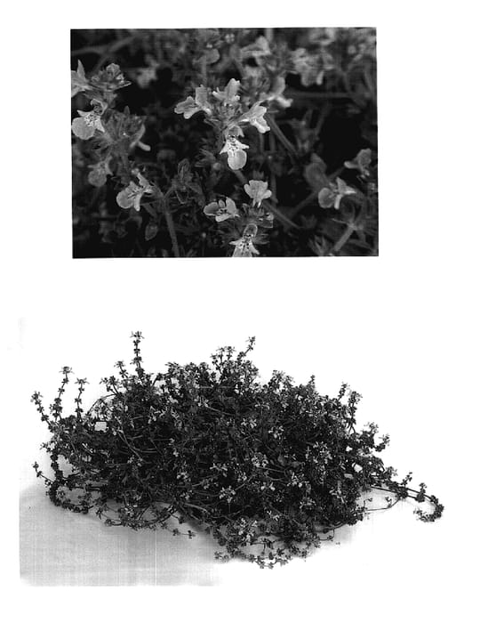 Figure 1 of US plant patent PP17859, the photograph of NPN 001 printed in the patent.