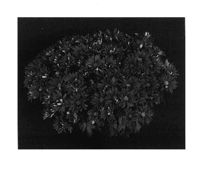 Figure 1 of US plant patent PP17860, the photograph of Yosonoma printed in the patent.