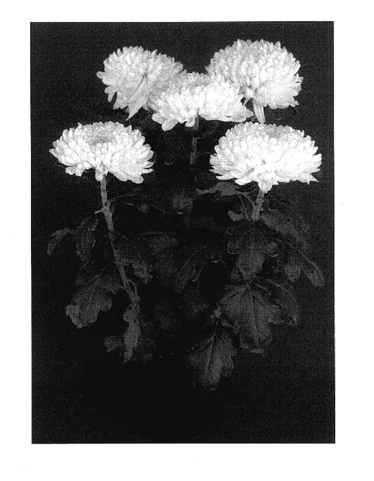Figure 1 of US plant patent PP17861, the photograph of Yoorchard Lake printed in the patent.