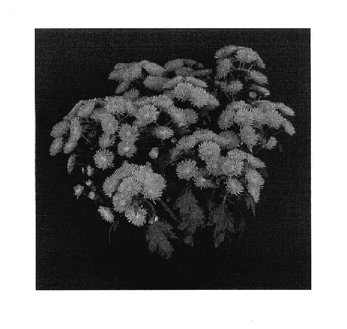 Figure 1 of US plant patent PP17862, the photograph of Yokilleen printed in the patent.