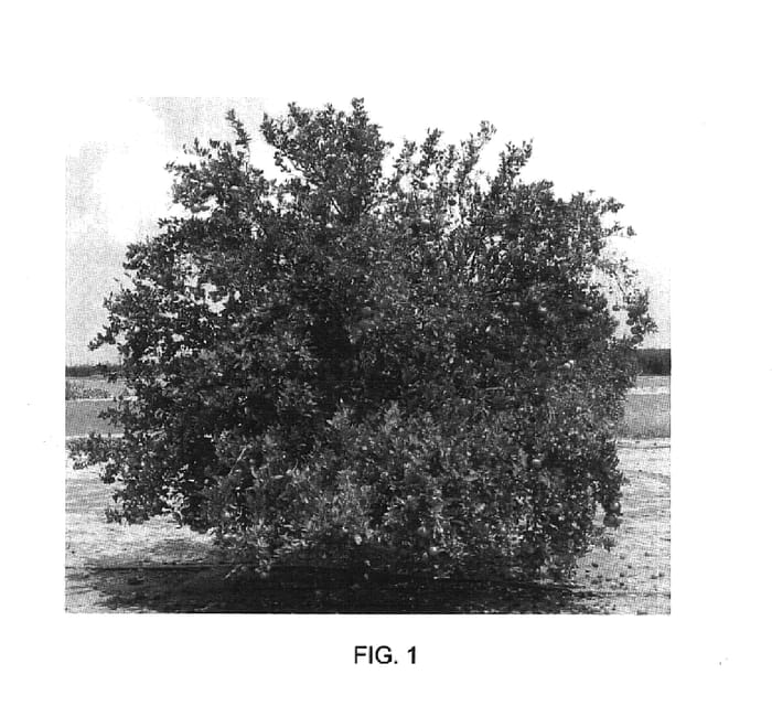 Figure 1 of US plant patent PP17863, the photograph of Tango printed in the patent.